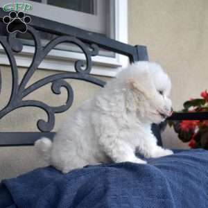 Fuzz (Tiny), Bichon Frise Puppy